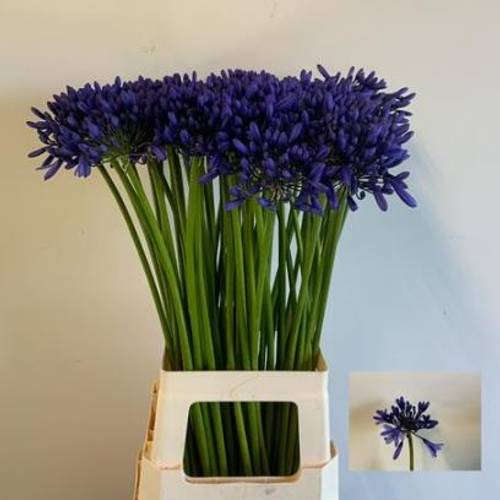 Agapanthus blau Heidy 75cm