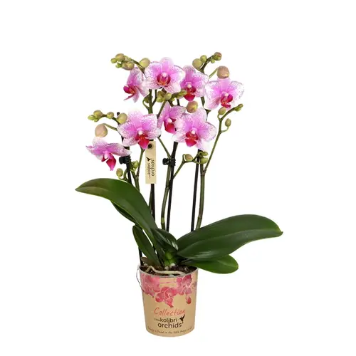 Phal.4-R RotterdamT9 H35