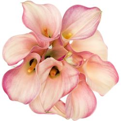 Calla rosa Blushing Lady 60cm