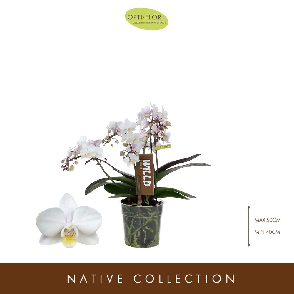 Phal.4-R weiss Willd Tiger T12 H45