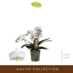 Phal.4-R weiss Willd Tiger T12 H45