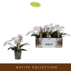 Phal.4-R weiss Willd Tiger T12 H45