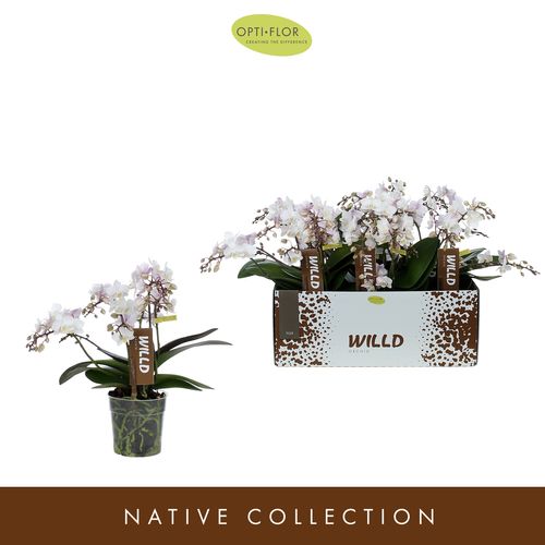 Phal.4-R weiss Willd Tiger T12 H45