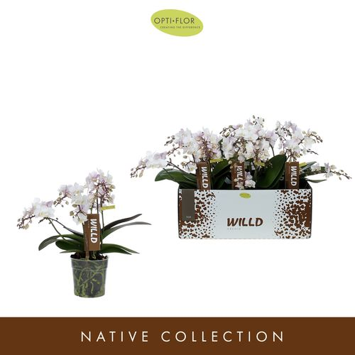 Phal.4-R weiss Willd Tiger T12 H45