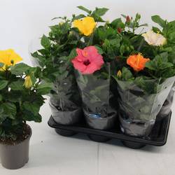 Hibiskus mix T17 H050