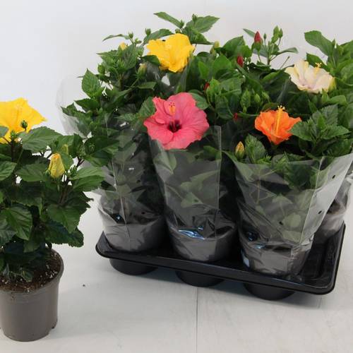 Hibiskus mix T17 H050
