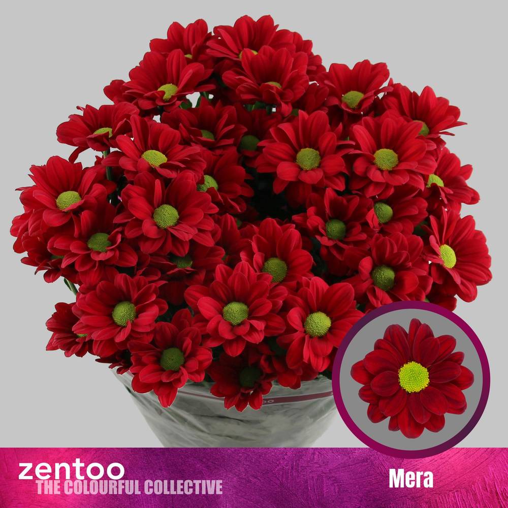 Chrys.Tros rot Mera 95 Gramm 70cm