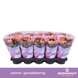 Chrysantheme lachsrosa Dynamic Salmon T12 H026