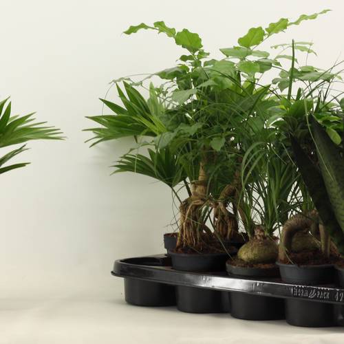 Grünpflanzen mix T12 H35