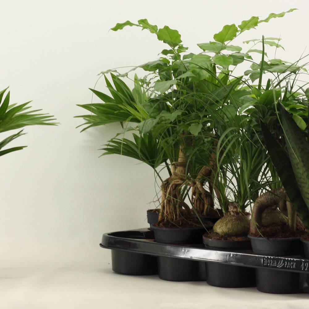 Grünpflanzen mix T12 H35