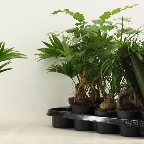 Grünpflanzen mix T12 H35