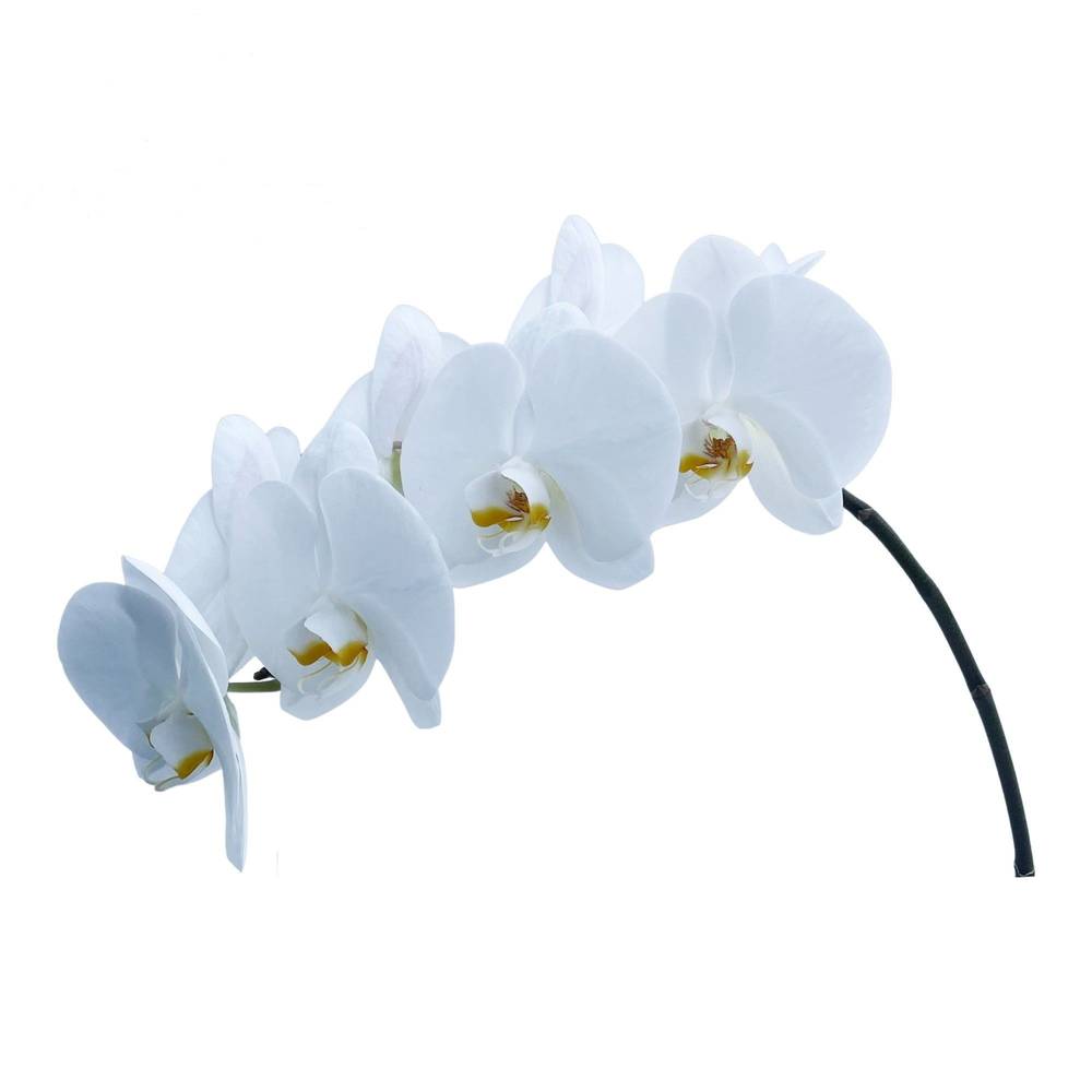 Phalaenopsis weiss Alba Royale 7-9 Blüten 60cm