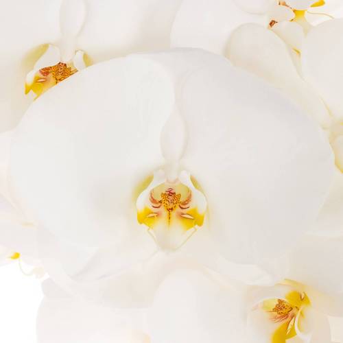 Phalaenopsis weiss Alba Royale 7-9 Blüten 60cm