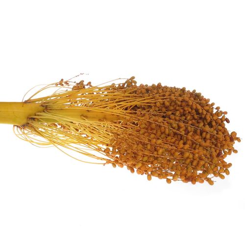 Dattel gelb Krone Ex