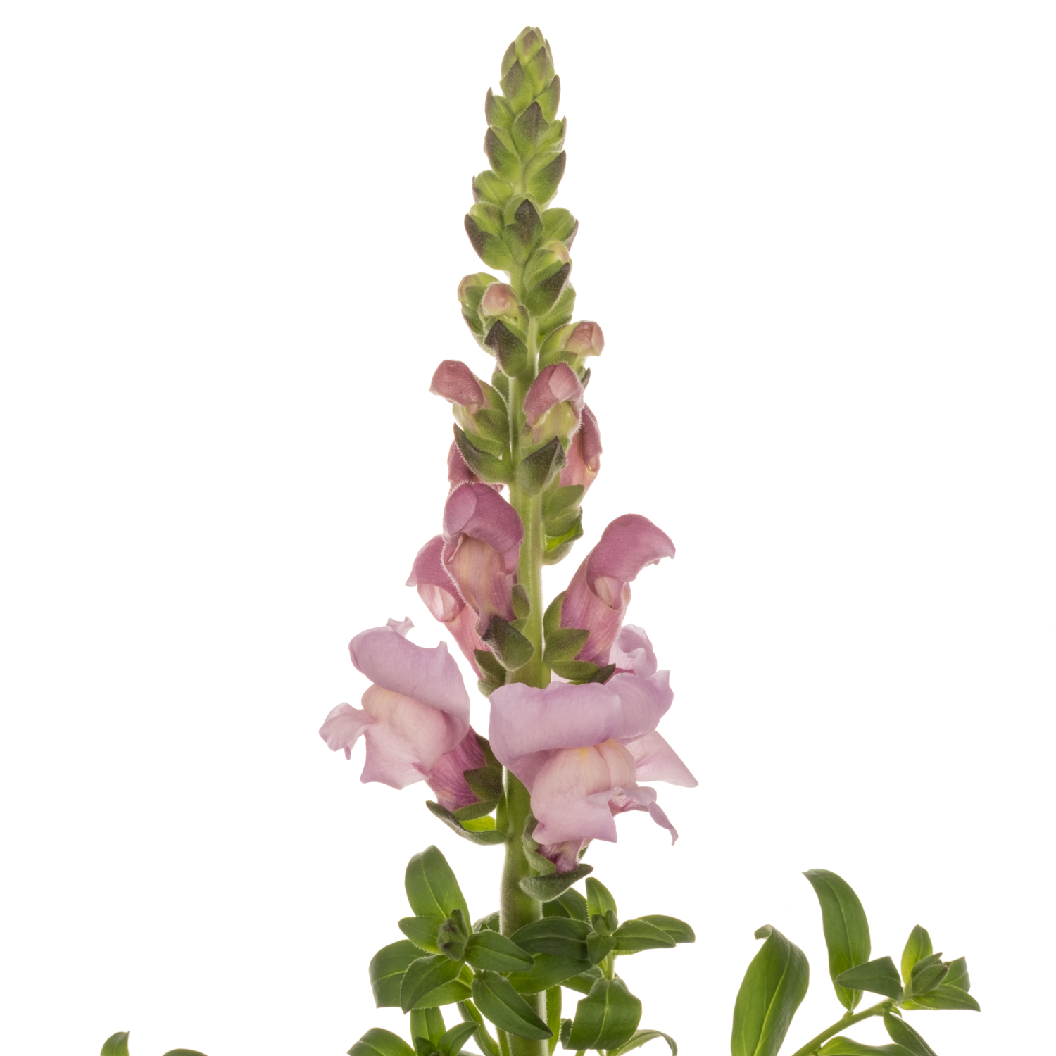 Löwenmaul lila Maryland Lavender 80cm