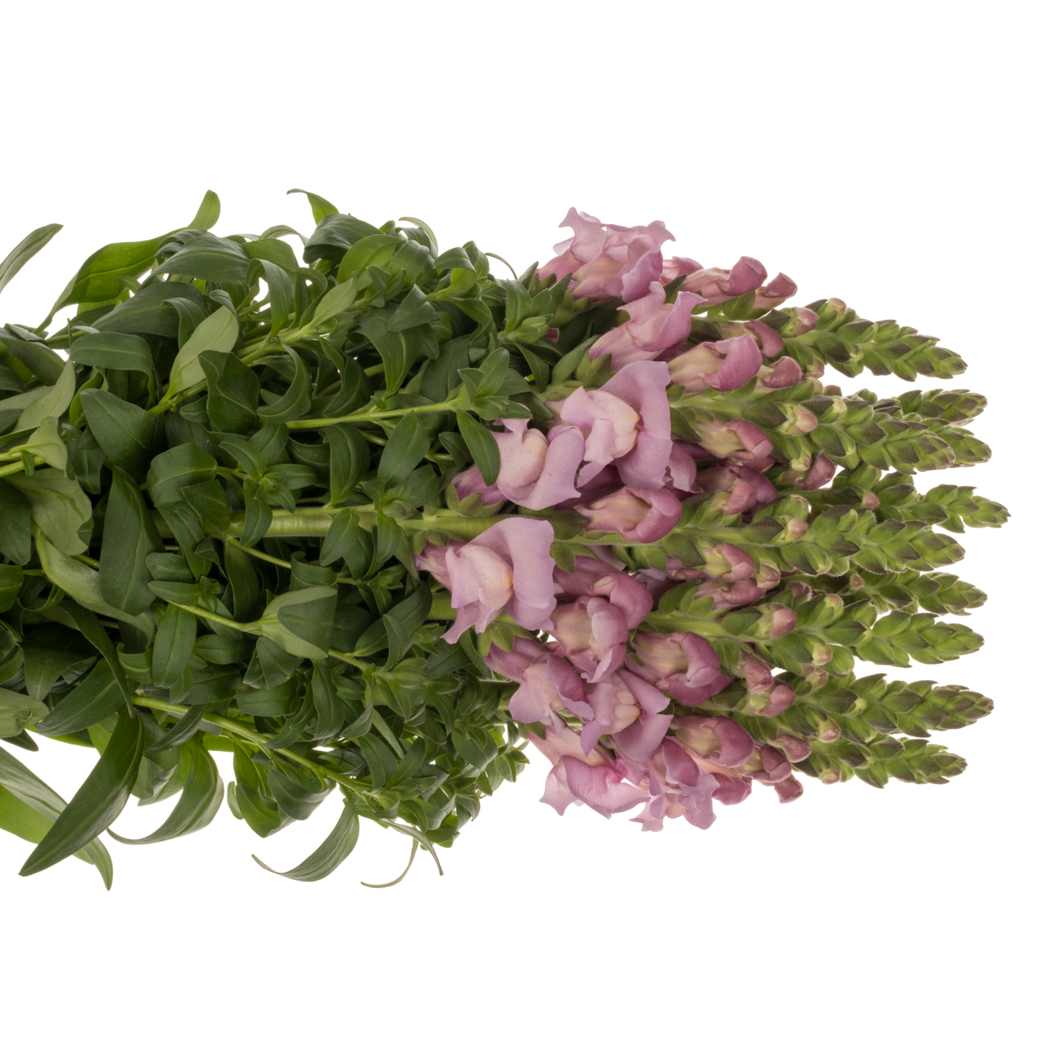 Löwenmaul lila Maryland Lavender 80cm