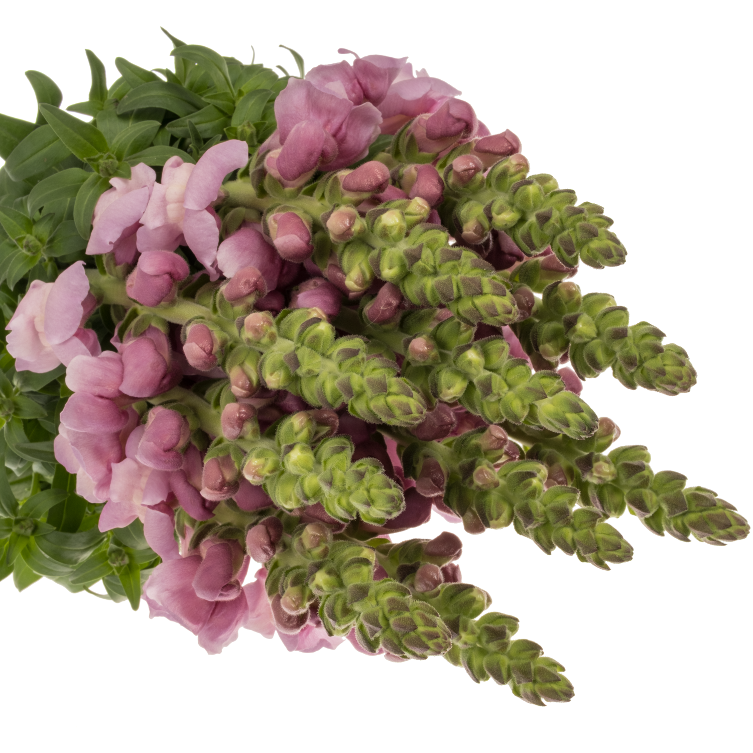 Löwenmaul lila Maryland Lavender 80cm