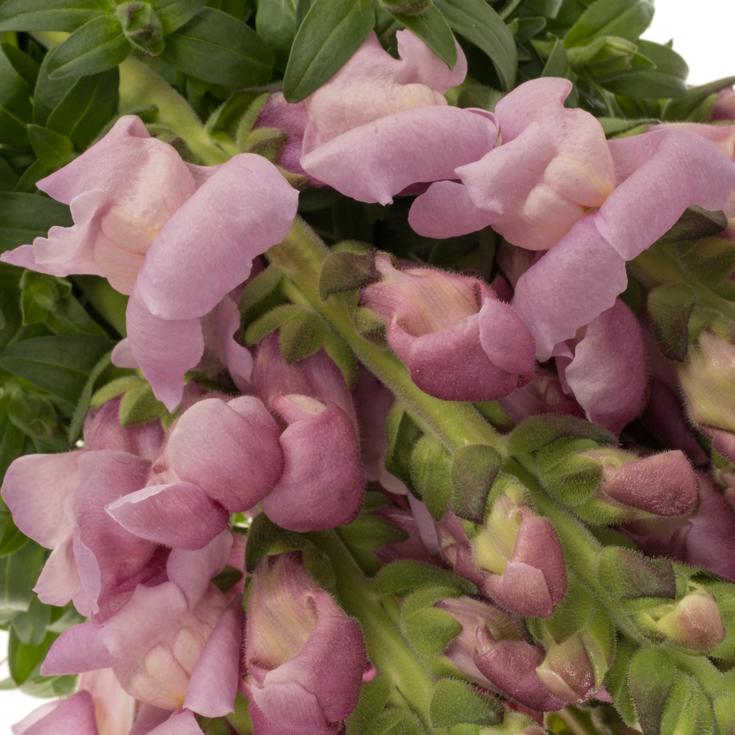 Löwenmaul lila Maryland Lavender 80cm