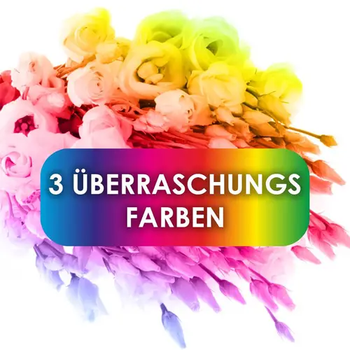 Lisianthus mix 3x10 Muttertag Angebot