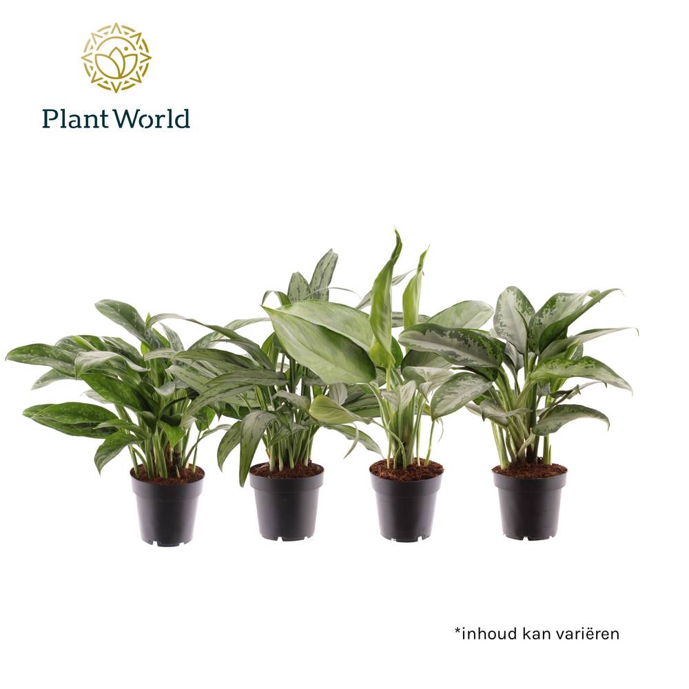 Aglaonema mix T12 H040