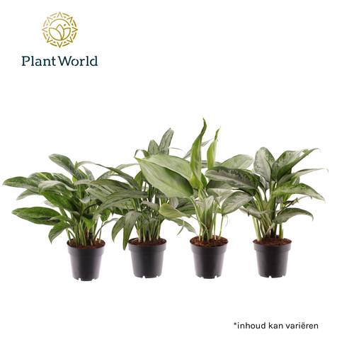Aglaonema mix T12 H040