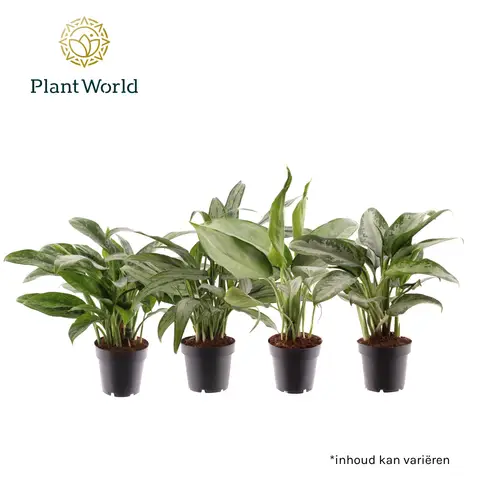 Aglaonema mix T12 H040