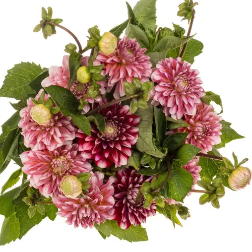 Dahlia Strawberrie Queen 40cm