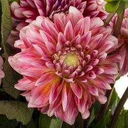 Dahlia Strawberrie Queen 40cm