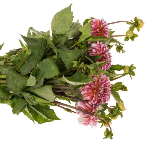 Dahlia Strawberrie Queen 40cm