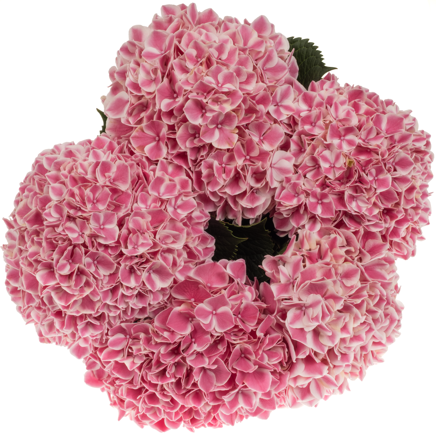 Hortensie rosa/creme Linn Bol 22cm 80cm