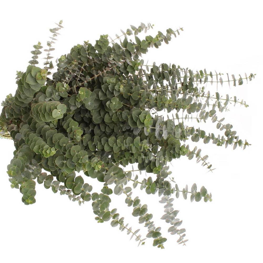 Populus grün Baby Blue 150 Gramm 55cm