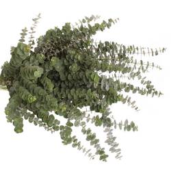 Populus grün Baby Blue 150 Gramm 55cm