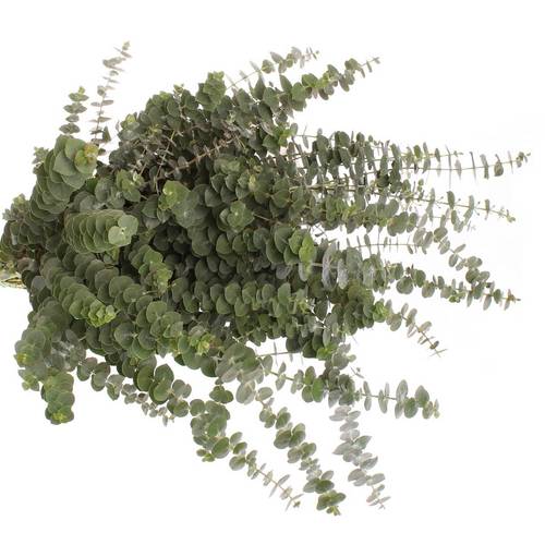 Populus grün Baby Blue 150 Gramm 55cm