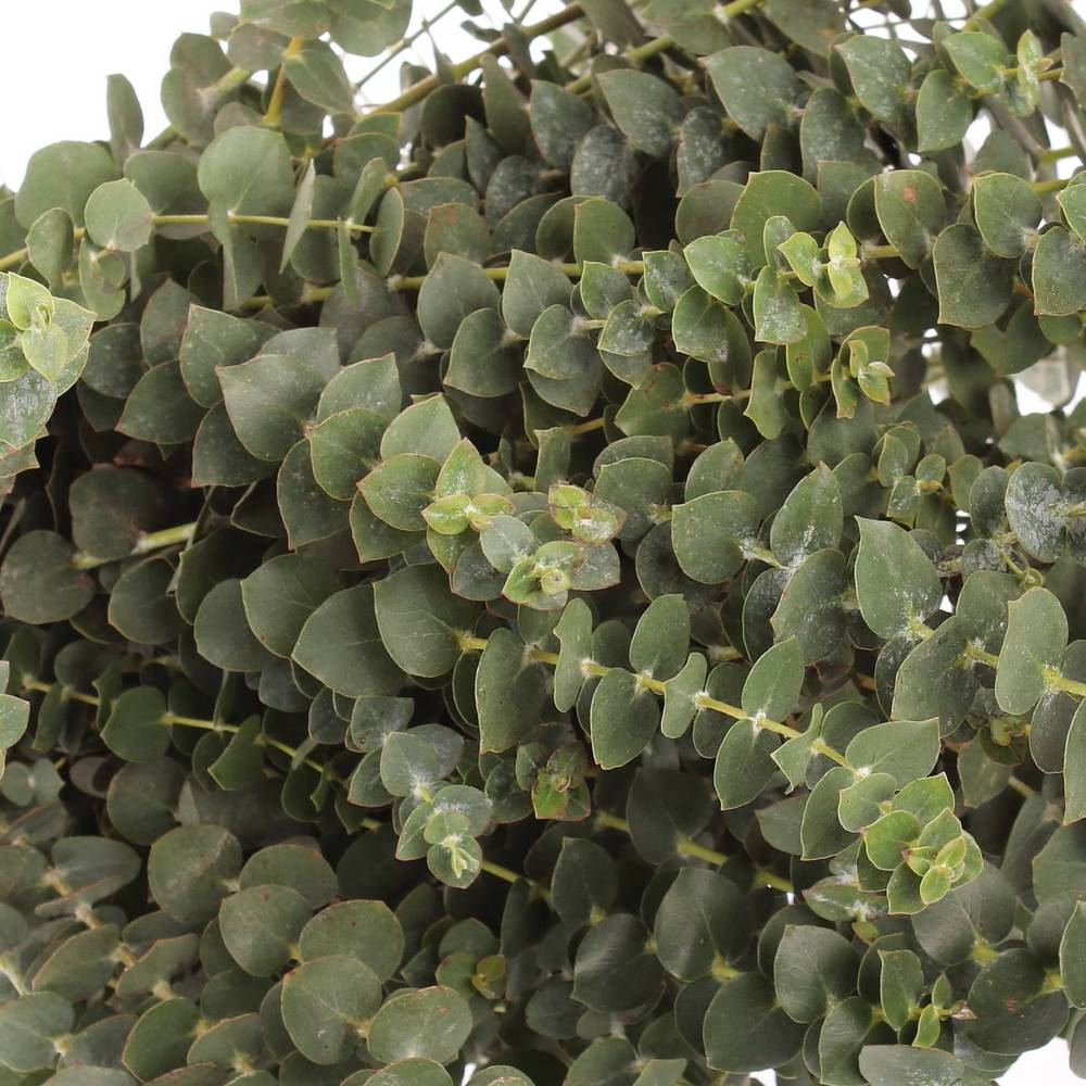 Populus grün Baby Blue 150 Gramm 55cm