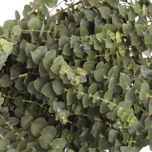 Populus grün Baby Blue 150 Gramm 55cm