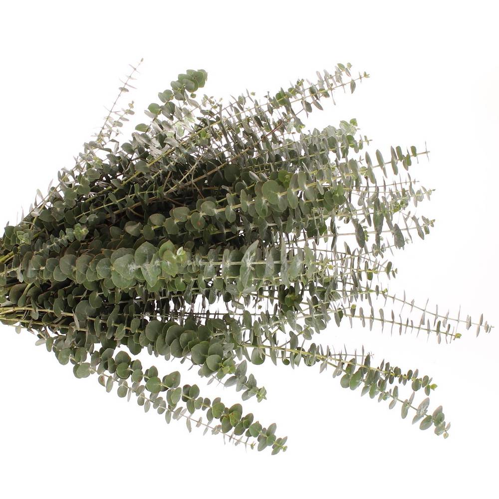 Populus grün Baby Blue 150 Gramm 55cm