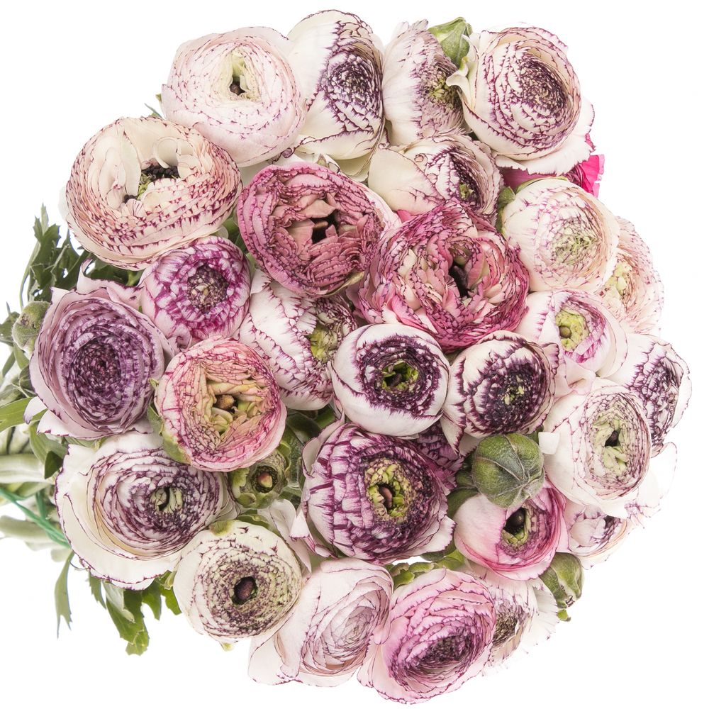 Ranunkel creme/lila Italien Cappuchino 40cm