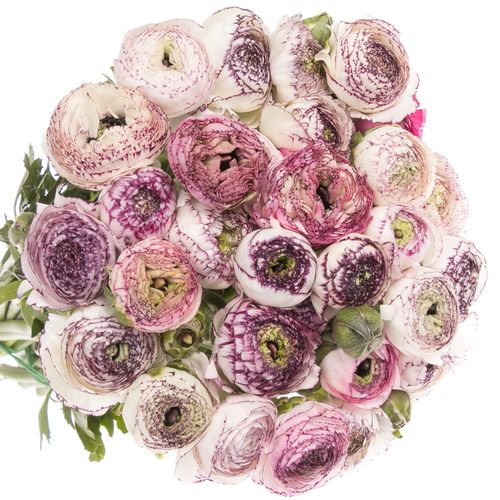 Ranunkel creme/lila Italien Cappuchino 40cm