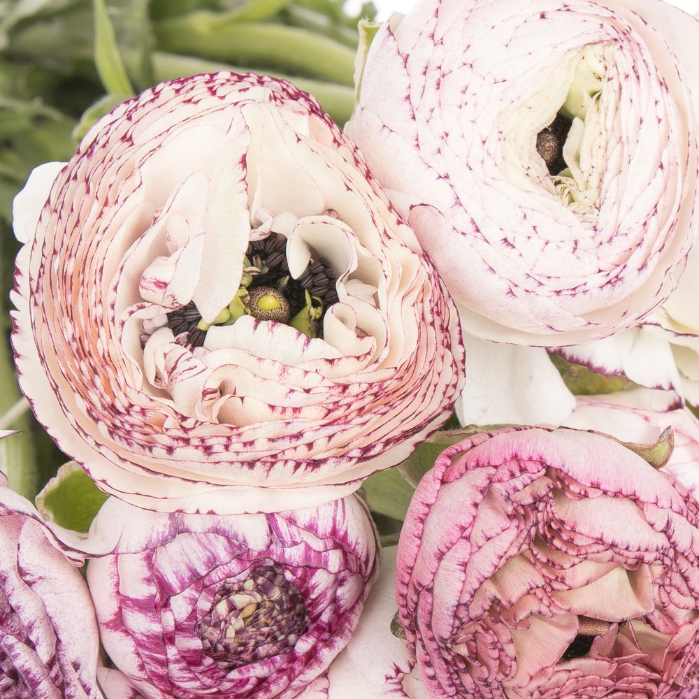 Ranunkel creme/lila Italien Cappuchino 40cm