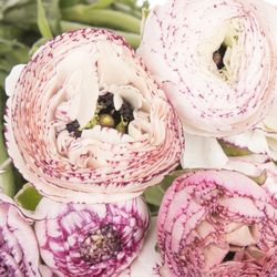 Ranunkel creme/lila Italien Cappuchino 40cm