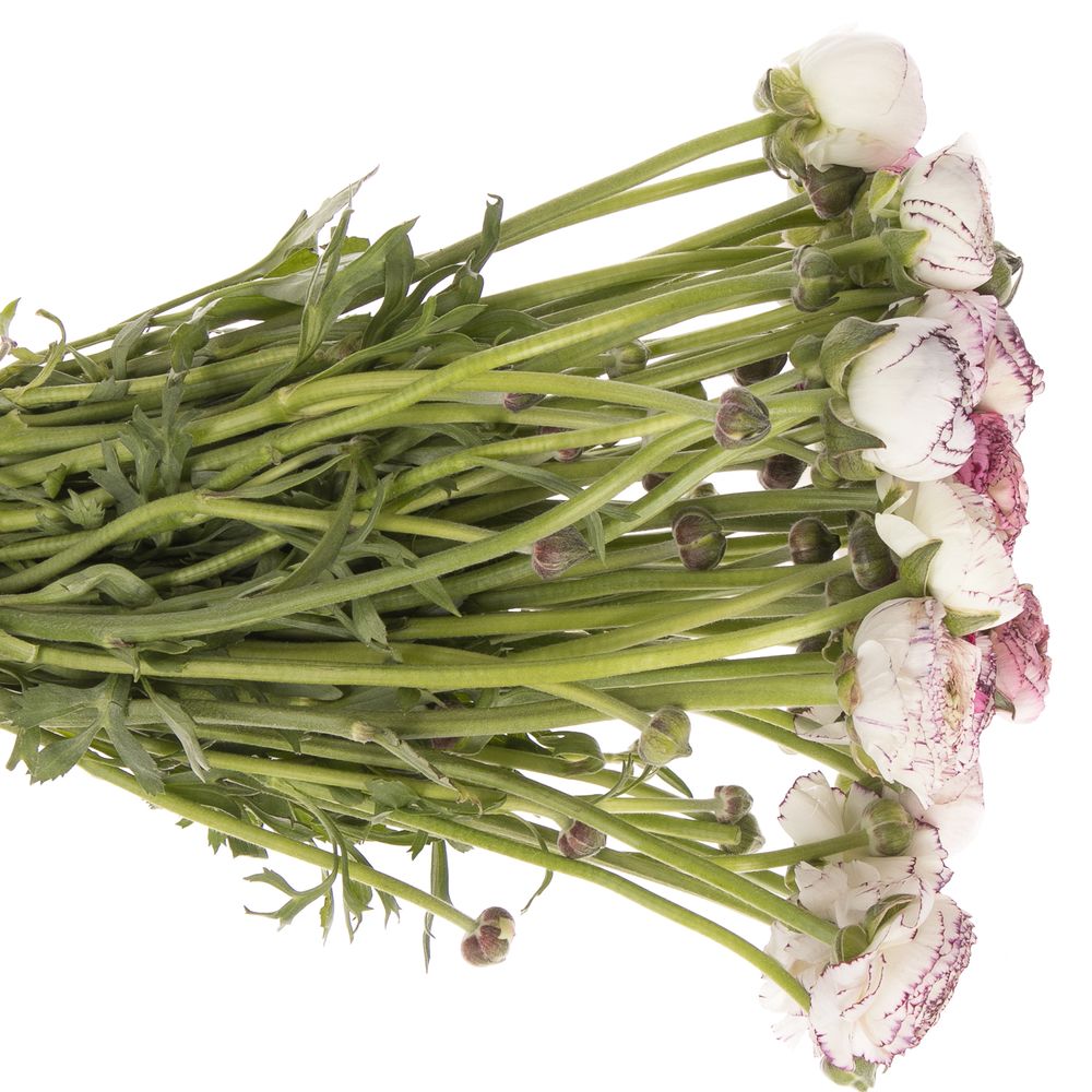 Ranunkel creme/lila Italien Cappuchino 40cm