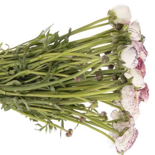 Ranunkel creme/lila Italien Cappuchino 40cm