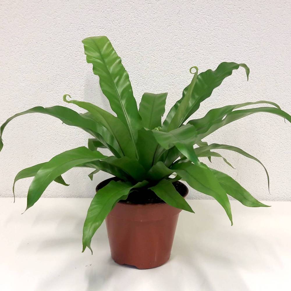 Asplenium Antiqum T17 H040