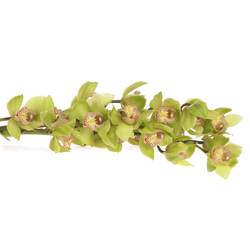 Cymbidium grün Melissa 60cm 9+Blüte