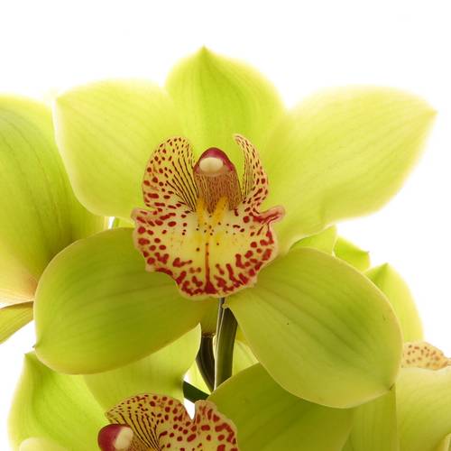 Cymbidium grün Melissa 60cm 9+Blüte