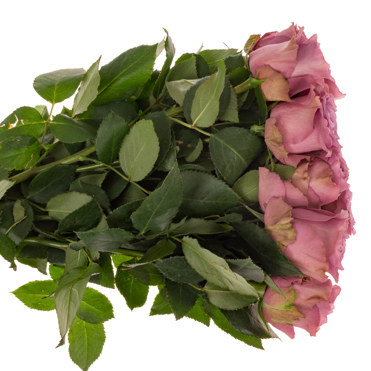 Rose lila Purple Heather 60cm