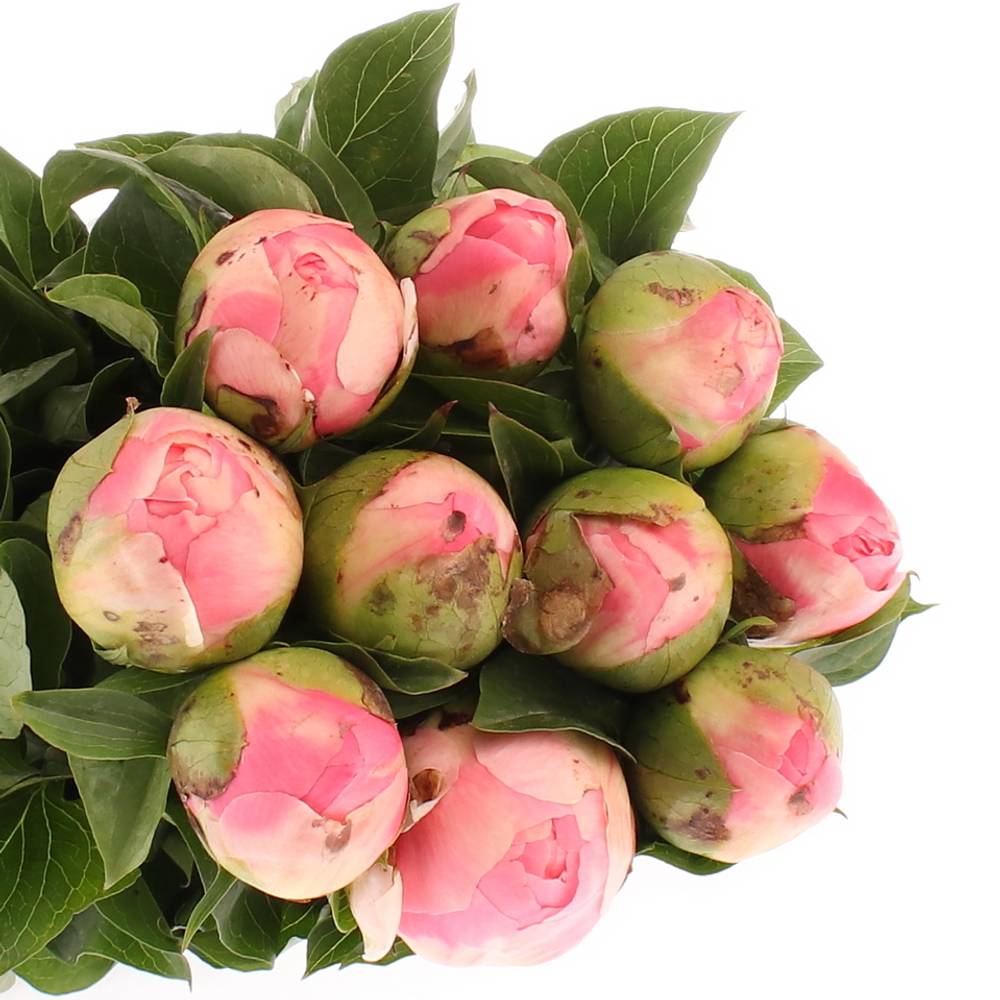 Pfingstrose rosa Chiffon 45cm