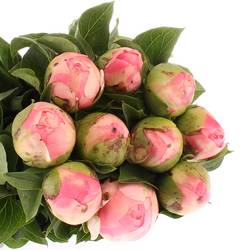 Pfingstrose rosa Chiffon 45cm