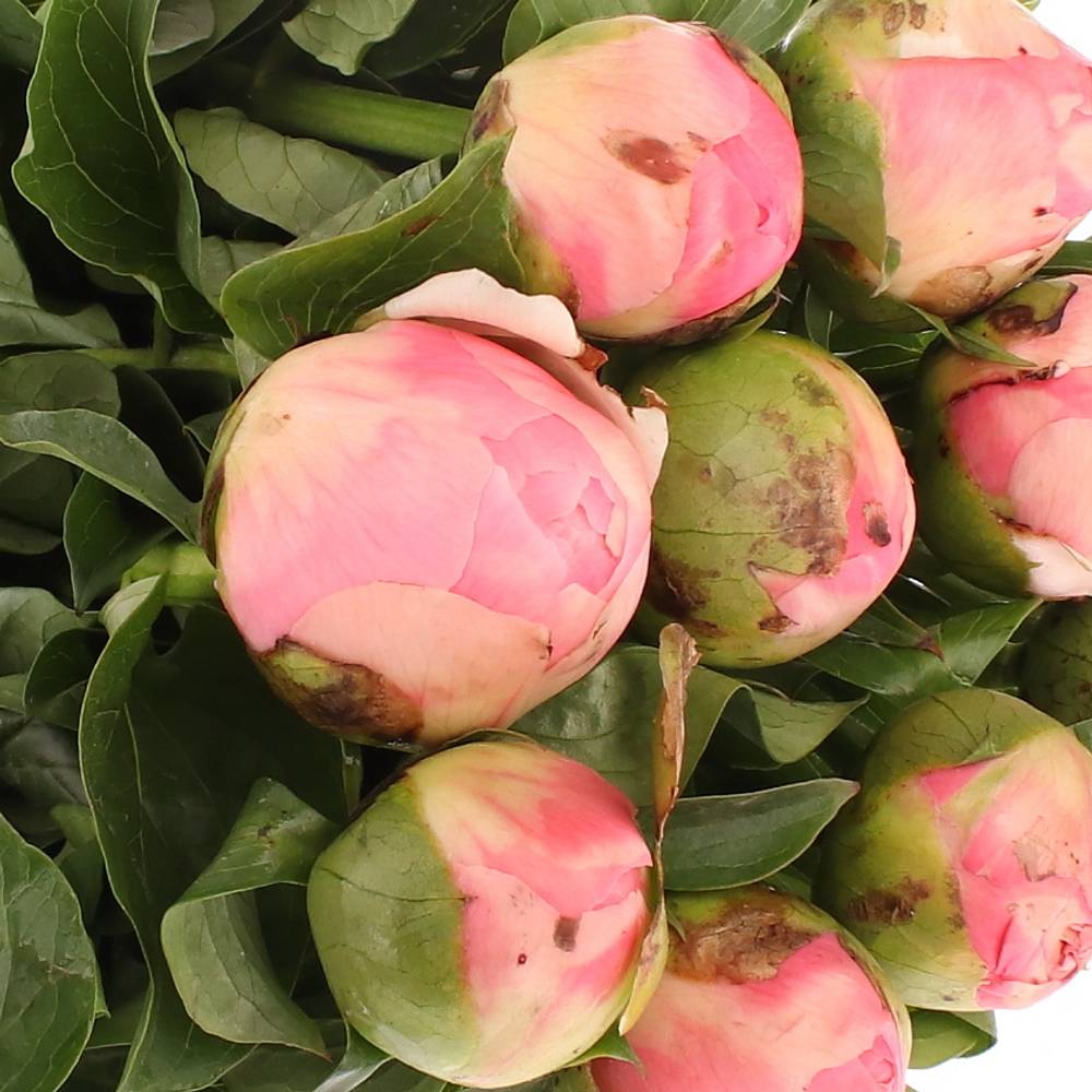 Pfingstrose rosa Chiffon 45cm