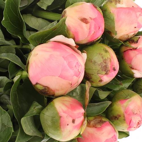 Pfingstrose rosa Chiffon 45cm